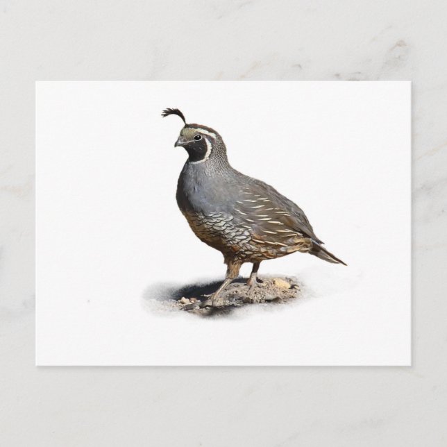 KALIFORNIA QUAIL POSTKARTE (Vorderseite)