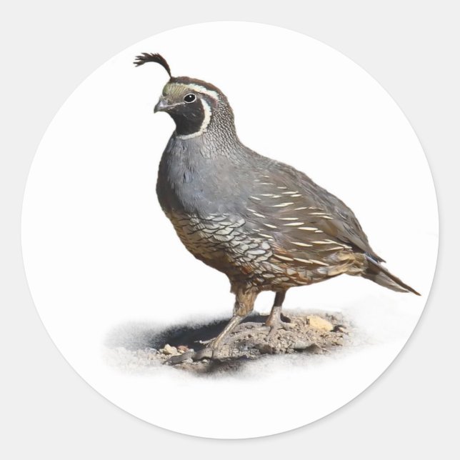 KALIFORNIA QUAIL RUNDER AUFKLEBER (Vorderseite)