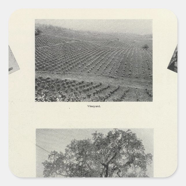 Kalifornien 4 quadratischer aufkleber (Vorderseite)