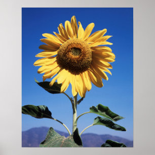Kalifornien, A Mammoth Sunflower (Helianthus) 3 Poster