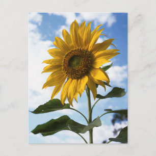 Kalifornien, a Mammoth Sunflower (Helianthus) 4 Postkarte