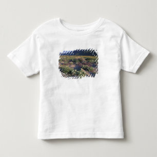 Kalifornien, Anza-Borrego Desert SP, Sand Kleinkind T-shirt