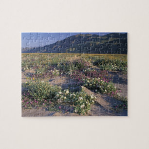 Kalifornien, Anza-Borrego Desert SP, Sand Puzzle