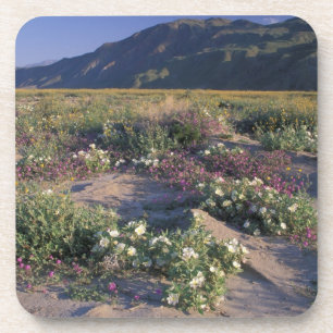 Kalifornien, Anza-Borrego Desert SP, Sand Untersetzer