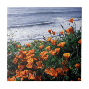 Kalifornien, Big Sur Küste, Kalifornischer Mohn Fliese