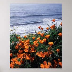 Kalifornien, Big Sur Küste, Kalifornischer Mohn Poster