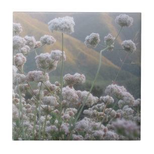 Kalifornien-Buchweizen Fliese