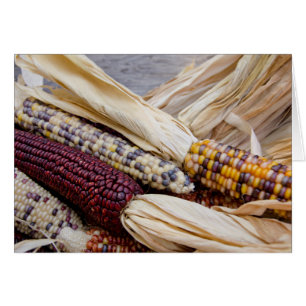 Kalifornien. Bunte Indianermais im Herbst