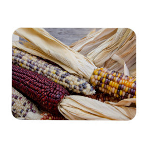 Kalifornien. Bunte Indianermais zur Erntezeit Magnet