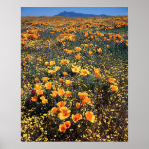 Kalifornien, Cleveland National Forest Poster