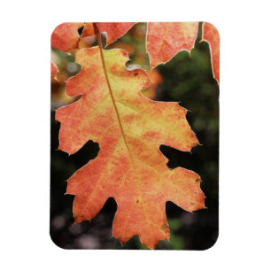 Kalifornien, ein herbstlich gefärbtes Eichenblatt Magnet