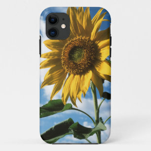 Kalifornien, Eine Mammut-Sonnenblume (Helianthus) Case-Mate iPhone Hülle