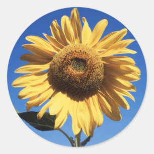 Kalifornien, Eine Mammut-Sonnenblume (Helianthus) Runder Aufkleber
