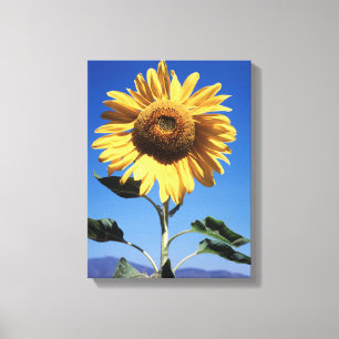 Kalifornien, eine riesige Sonnenblume (Helianthus) Leinwanddruck