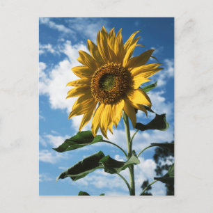 Kalifornien, eine riesige Sonnenblume (Helianthus) Postkarte