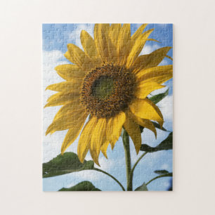 Kalifornien, eine riesige Sonnenblume (Helianthus) Puzzle