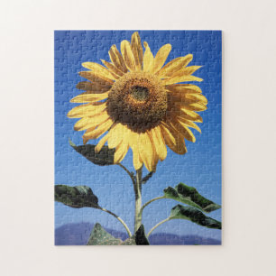 Kalifornien, eine riesige Sonnenblume (Helianthus) Puzzle