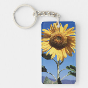 Kalifornien, eine riesige Sonnenblume (Helianthus) Schlüsselanhänger