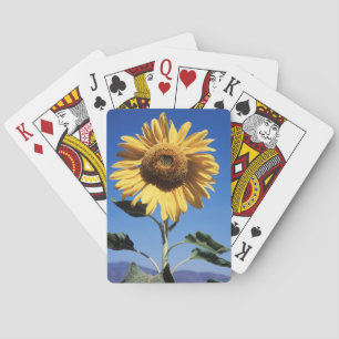 Kalifornien, eine riesige Sonnenblume (Helianthus) Spielkarten