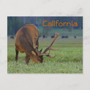 Kalifornien-Elch-Postkarte Postkarte