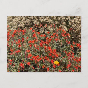 KALIFORNIEN FARBE FEIERFEIERN: AUGUST POSTCARD POSTKARTE