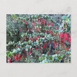 KALIFORNIEN FARBFEIERSCHAFT: JANUAR POSTCARD POSTKARTE