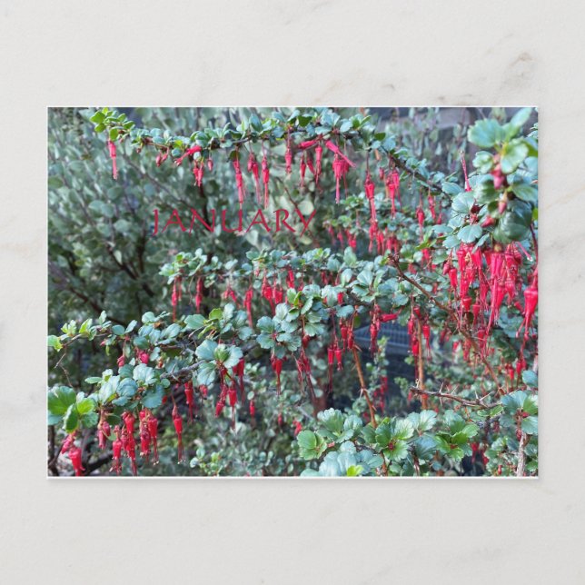 KALIFORNIEN FARBFEIERSCHAFT: JANUAR POSTCARD POSTKARTE (Vorderseite)