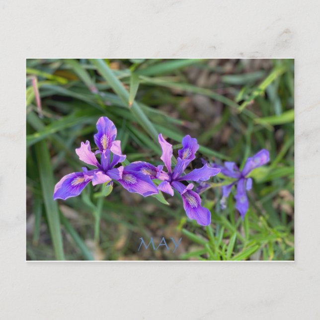 KALIFORNIEN FARBFEIERUNG: MAG POSTCARD POSTKARTE (Vorderseite)