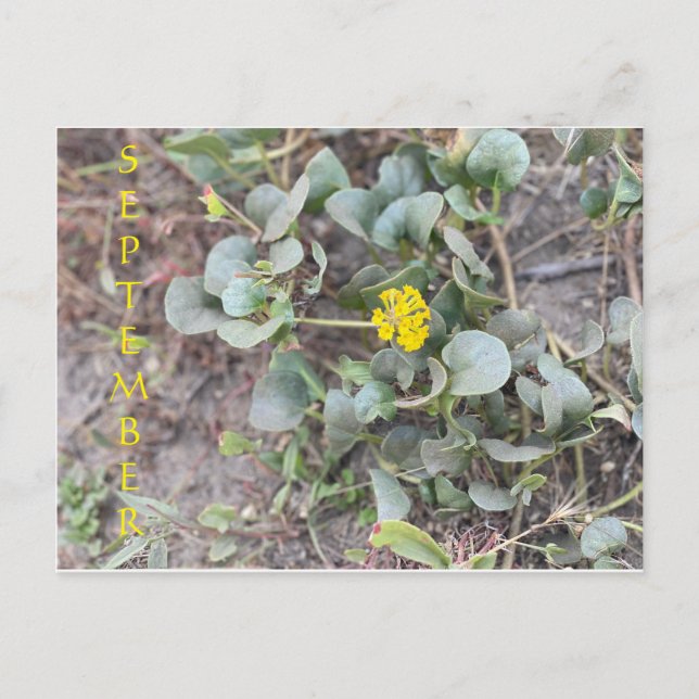 KALIFORNIEN FARBFEIERUNG: SEPTEMBER POSTCARD POSTKARTE (Vorderseite)