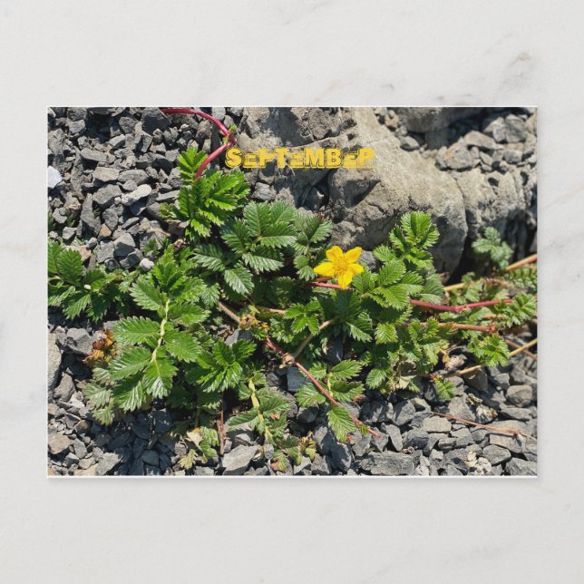 KALIFORNIEN FARBFEIERUNG: SEPTEMBER POSTCARD POSTKARTE (Vorderseite)