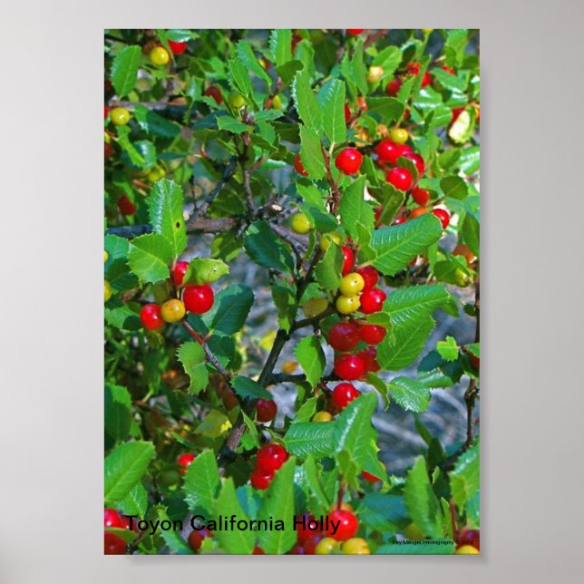 Kalifornien heilig, Toyon California Holly, Ray .. Poster (Vorne)