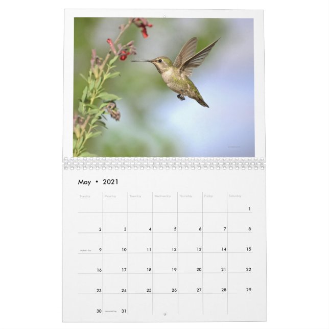 Kalifornien-Hummingvögel 2024-Kalender Kalender (Mai 2021)
