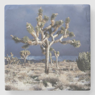 Kalifornien, Joshua Tree National Park Steinuntersetzer
