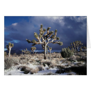 Kalifornien, Joshua-Tree-Nationalpark