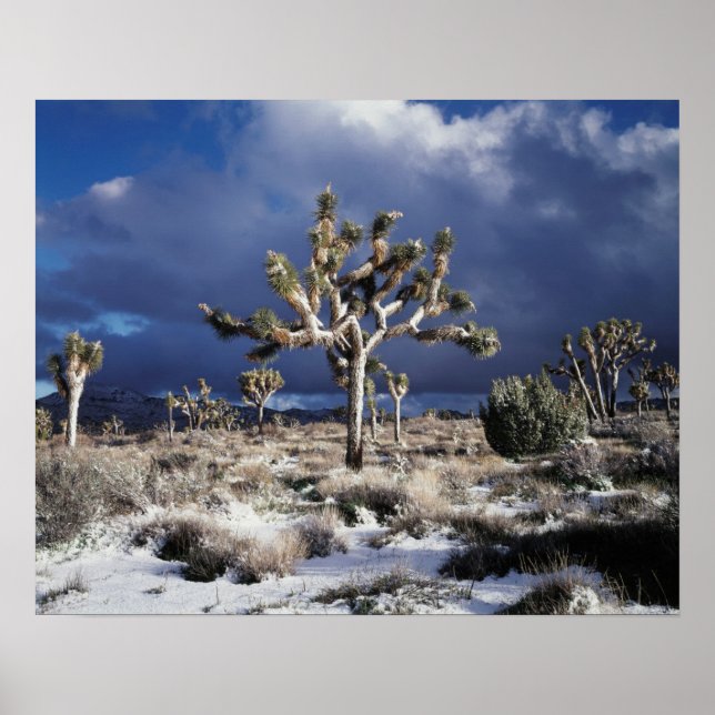 Kalifornien, Joshua-Tree-Nationalpark Poster (Vorne)
