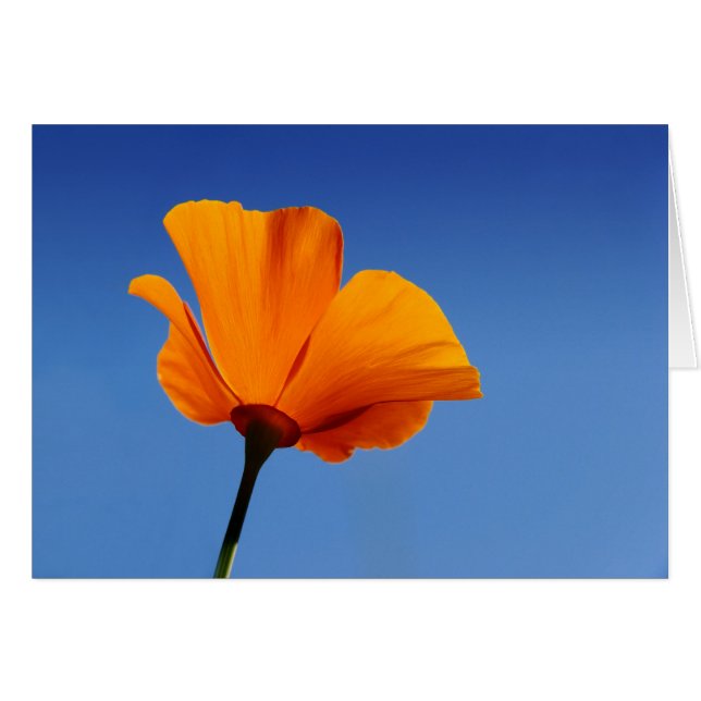 Kalifornien Mohn gegen den blauen Himmel (Vorderseite (Horizontal))