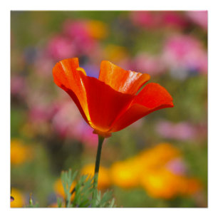 Kalifornien-Mohnblume Poster