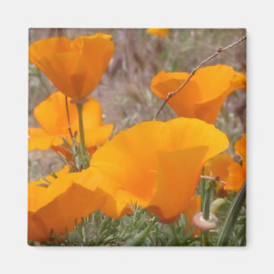 Kalifornien-Mohnblumen-Magnet Magnet