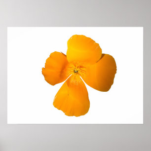 Kalifornien-Mohnblumen-Plakat Poster