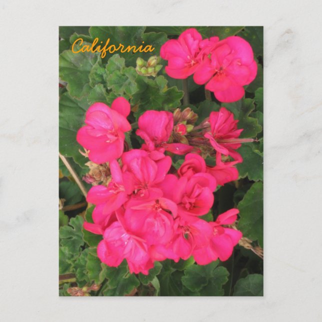 Kalifornien Postkarte (Vorderseite)