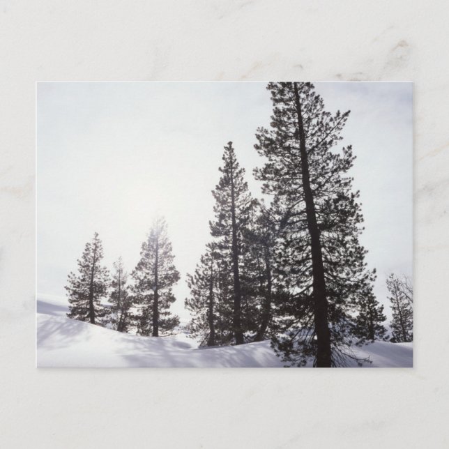 Kalifornien, Rancho Cuyamaca Staat Park Postkarte (Vorderseite)