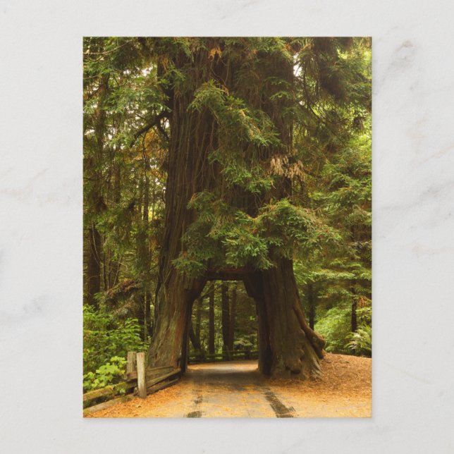 Kalifornien | Redwood Drive Thru Tree Postkarte (Vorderseite)
