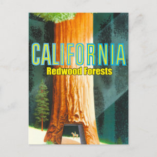 Kalifornien, Redwood Forest, Big Tree, Sequoia Postkarte
