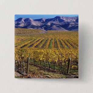 Kalifornien, San Luis Obispo County, Edna Valley Button