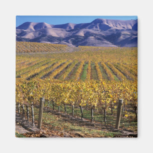 Kalifornien, San Luis Obispo County, Edna Valley Magnet
