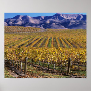 Kalifornien, San Luis Obispo County, Edna Valley Poster