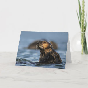 Kalifornien-Seeotter Karte