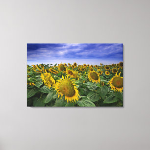 Kalifornien-Sonnenblume-Felder Leinwanddruck