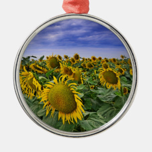 Kalifornien-Sonnenblume-Felder Ornament Aus Metall