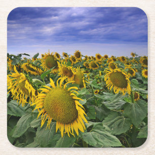 Kalifornien-Sonnenblume-Felder Rechteckiger Pappuntersetzer